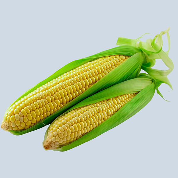 maize
