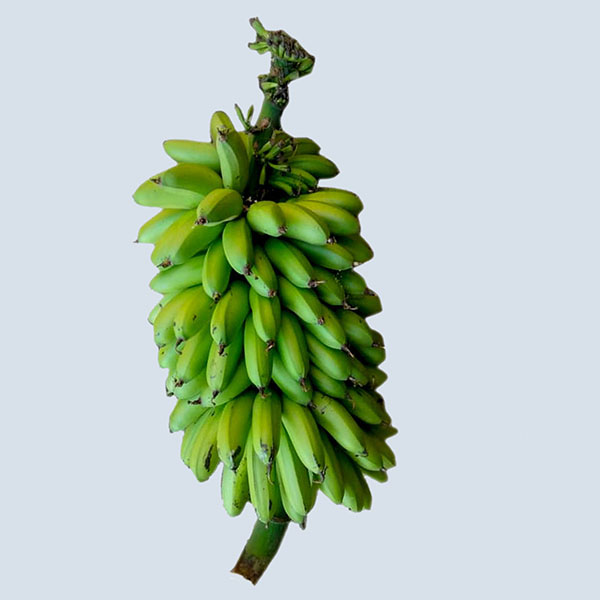 Banana bunches
