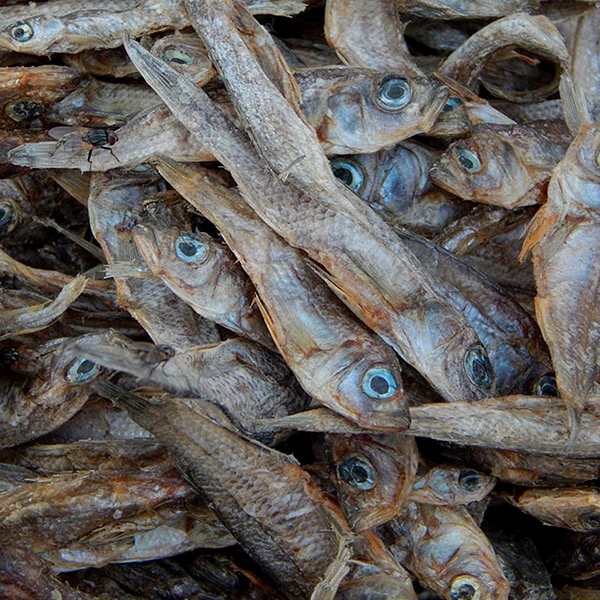 Silver fish