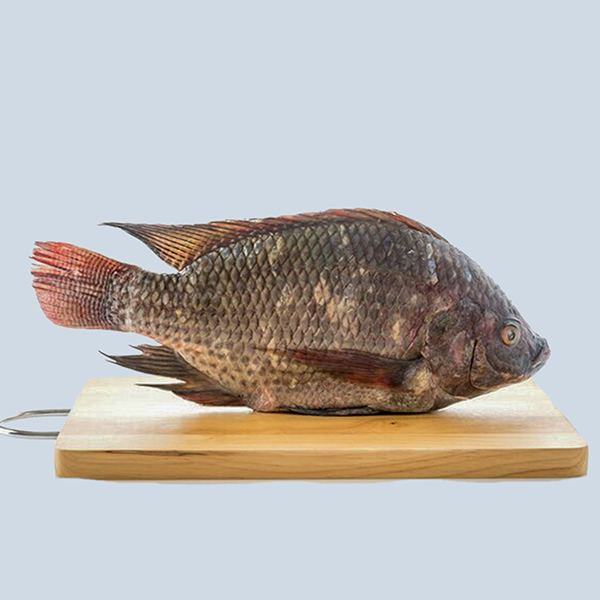 Tilapia