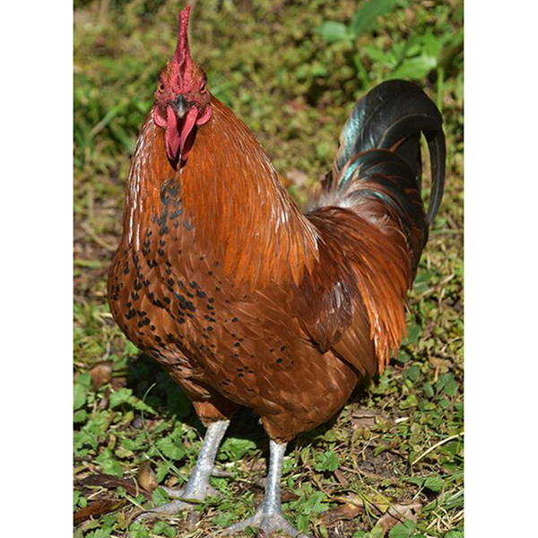 local cock