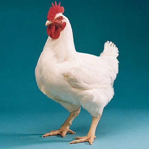 Broilers