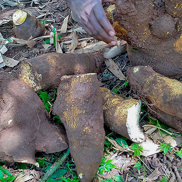 climbing yam( balugu )
