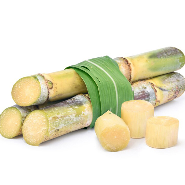 sugar cane