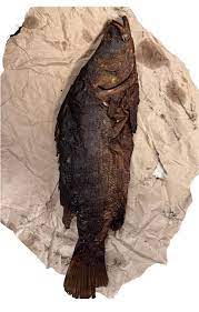 Nile perch