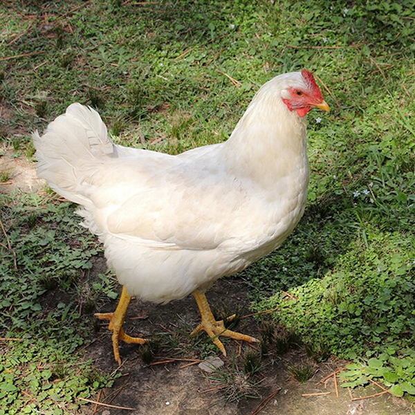local hen